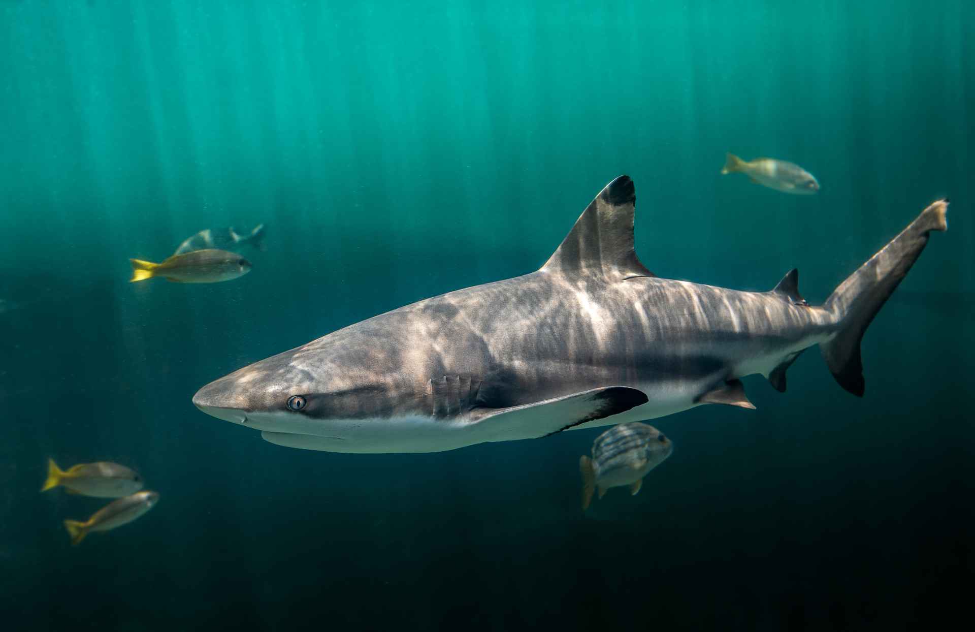 Requin pointe noire nageant dans les eaux chaudes du Pacifique Sud