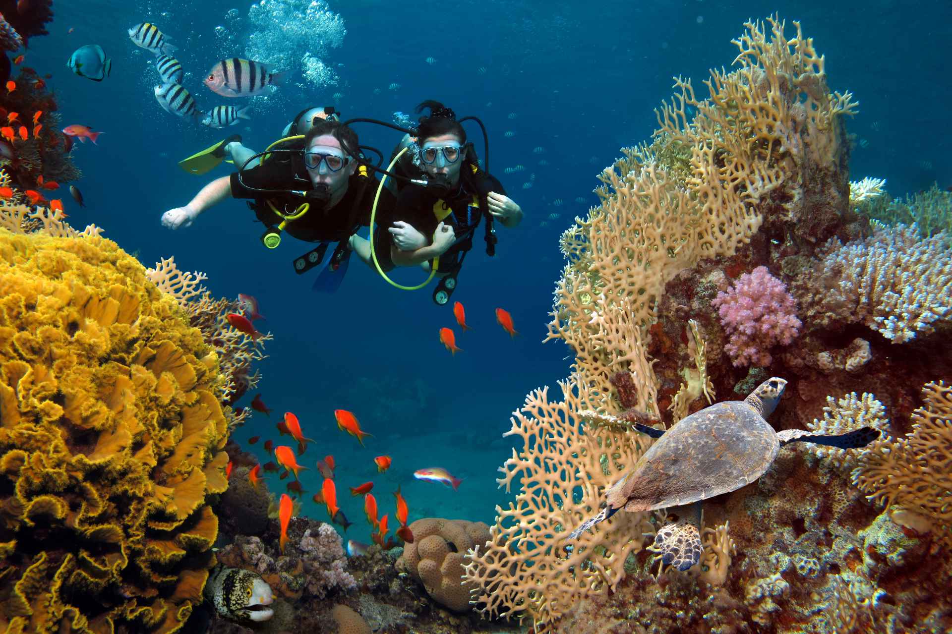 Plongée sous-marine parmi les poissons, requins, tortue, faune aquatique dans le Pacifique Sud